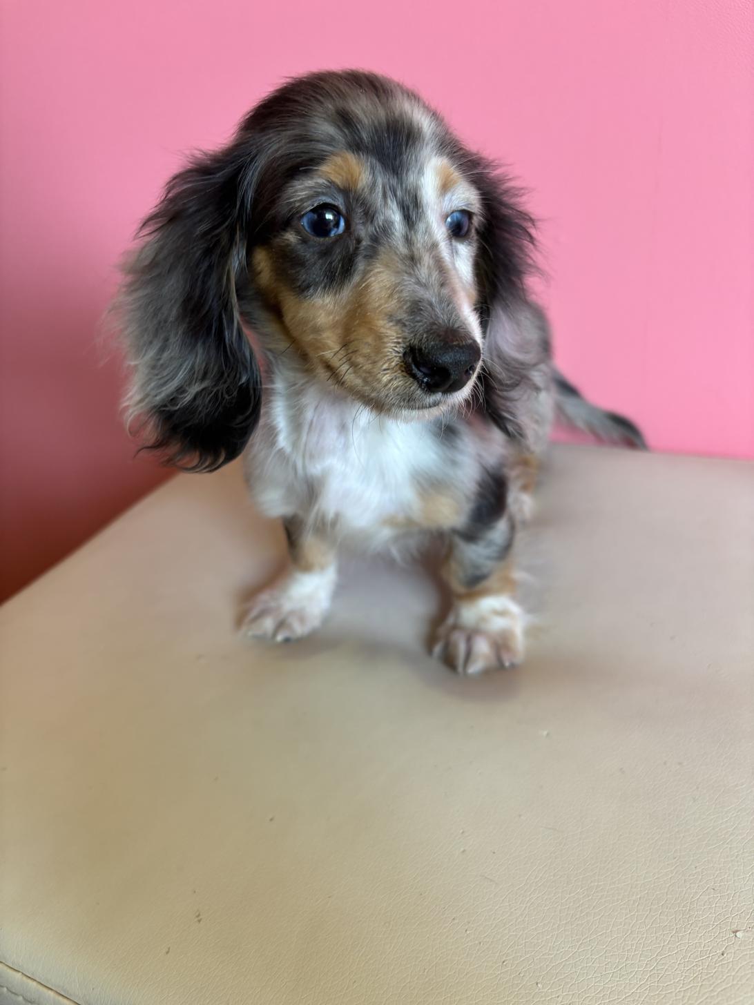 埼玉県のカニンヘンダックスフンド(ロング) (ペッツスマイル南中野店/2025年12月3日生まれ/男の子/シルバーダップル)の子犬の2枚目の画像