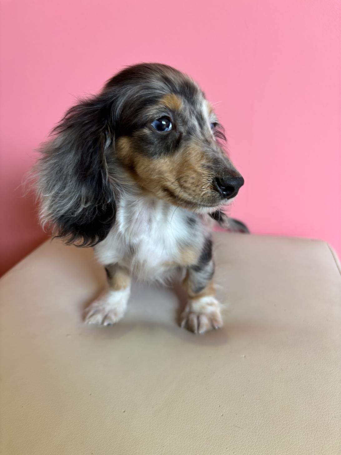 埼玉県のカニンヘンダックスフンド(ロング) (ペッツスマイル南中野店/2025年12月3日生まれ/男の子/シルバーダップル)の子犬の3枚目の画像