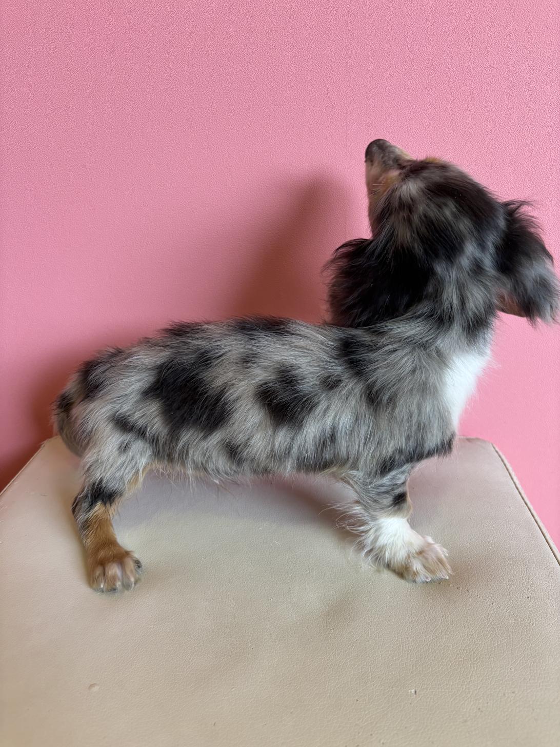 埼玉県のカニンヘンダックスフンド(ロング) (ペッツスマイル南中野店/2025年12月3日生まれ/男の子/シルバーダップル)の子犬の4枚目の画像