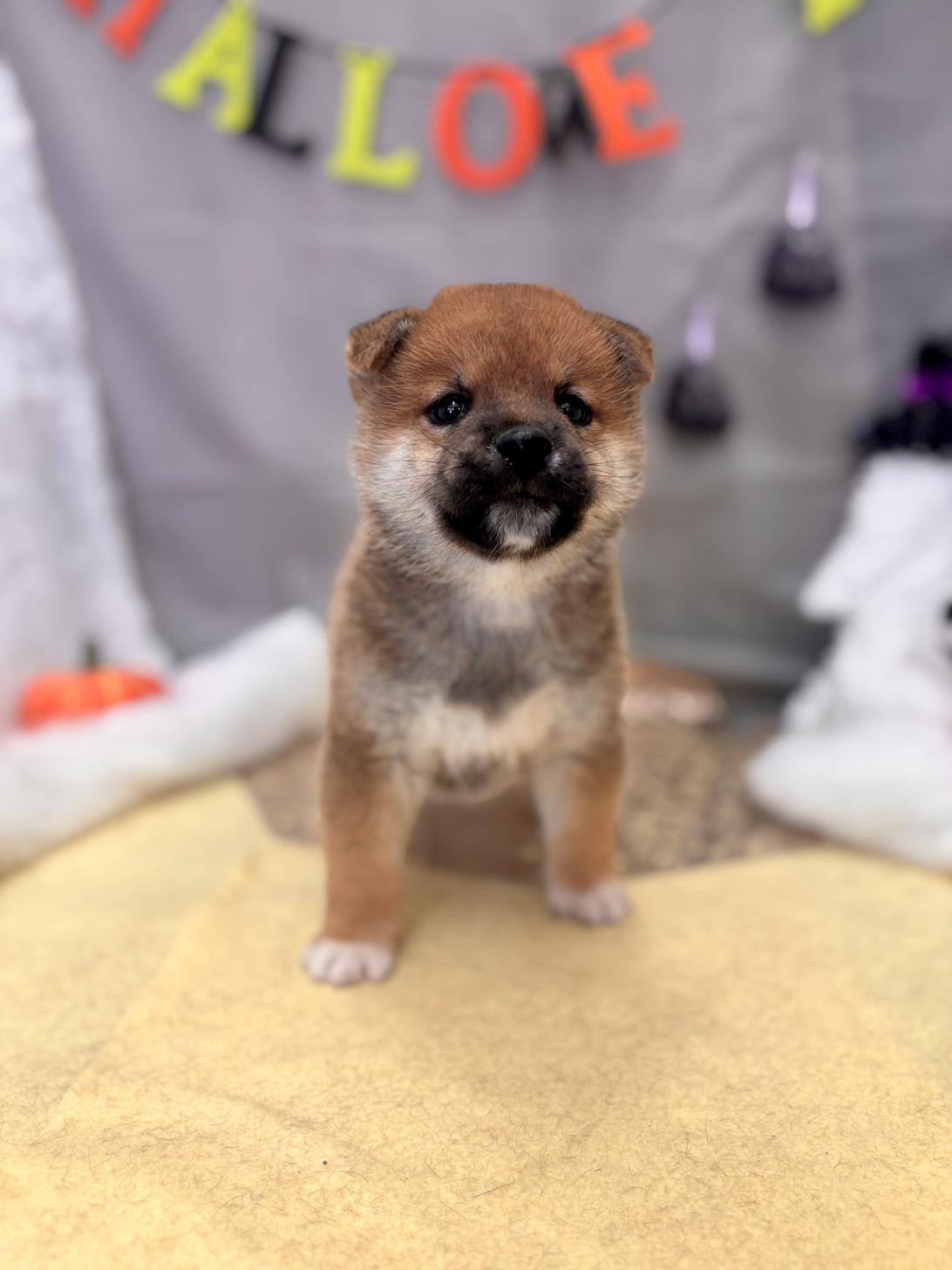 北海道の柴犬(標準サイズ) (ラブワンコ平岸店/2025年8月16日生まれ/男の子/赤)の子犬