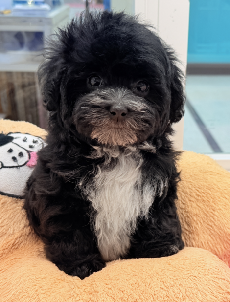 北海道のマルプー(マルチーズ×プードル) (ペットフェイス大谷地店/2026年1月18日生まれ/女の子/ブラックホワイト)の子犬の1枚目の画像