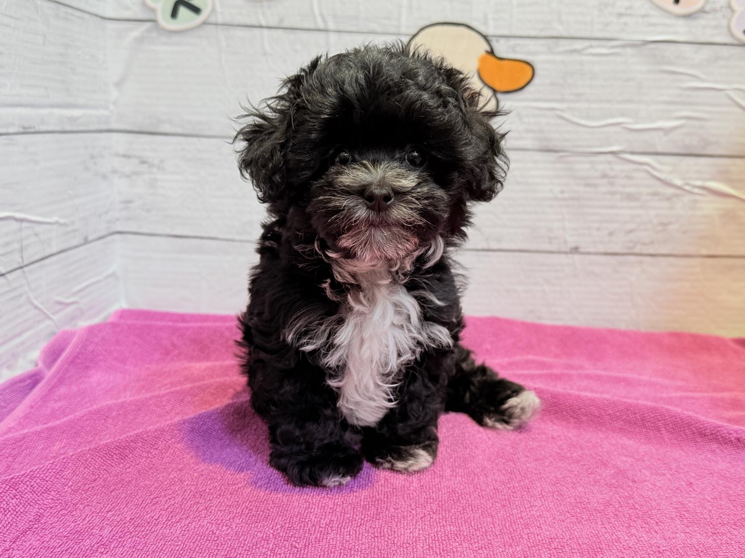 北海道のマルプー(マルチーズ×プードル) (ペットフェイス大谷地店/2026年1月18日生まれ/女の子/ブラックホワイト)の子犬の2枚目の画像