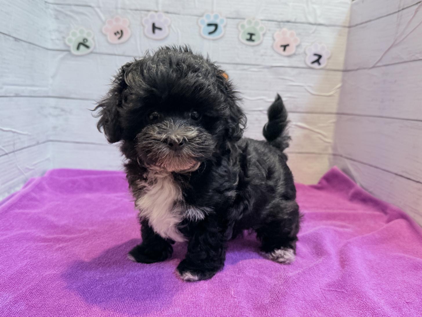 北海道のマルプー(マルチーズ×プードル) (ペットフェイス大谷地店/2026年1月18日生まれ/女の子/ブラックホワイト)の子犬の3枚目の画像