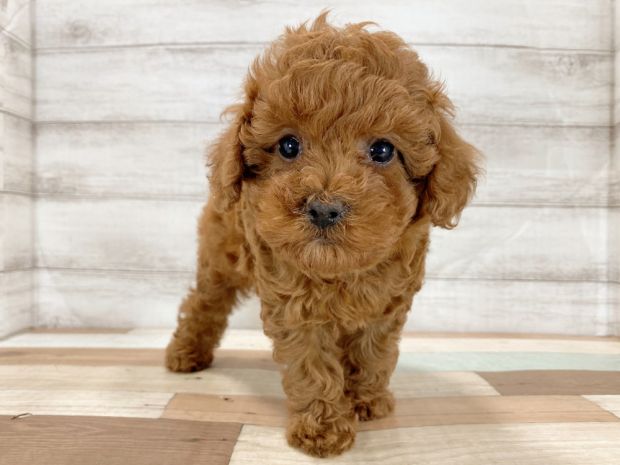 新潟県のトイプードル(トイ) (竹内ペット 新津本店/2026年4月16日生まれ/女の子/レッド)の子犬の1枚目の画像
