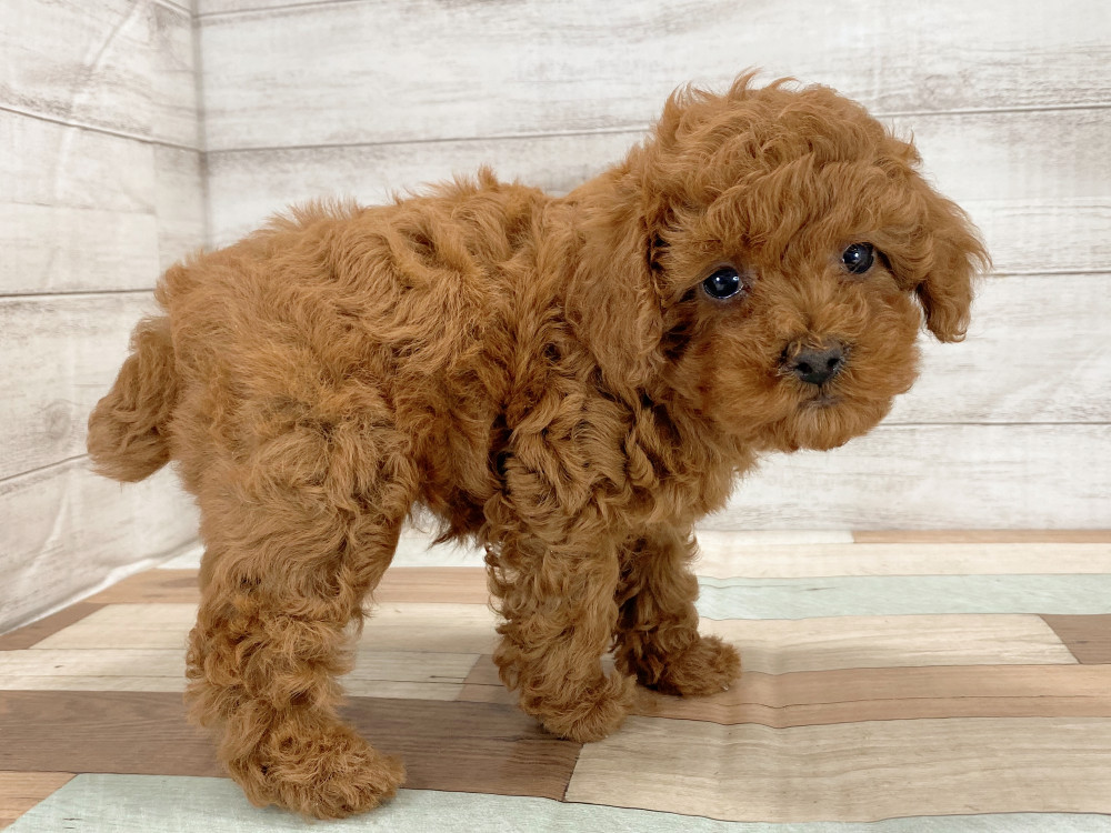 新潟県のトイプードル(トイ) (竹内ペット 新津本店/2026年4月16日生まれ/女の子/レッド)の子犬の2枚目の画像