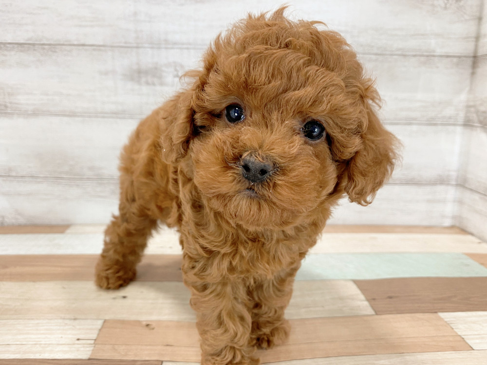新潟県のトイプードル(トイ) (竹内ペット 新津本店/2026年4月16日生まれ/女の子/レッド)の子犬の3枚目の画像