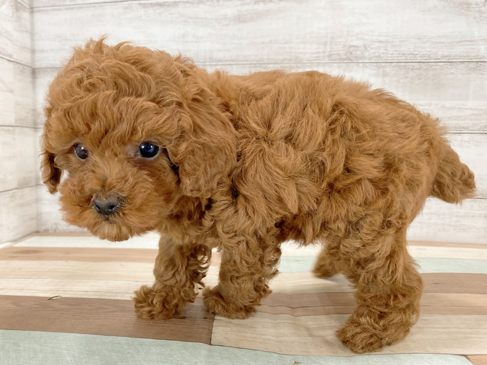 新潟県のトイプードル(トイ) (竹内ペット 新津本店/2026年4月16日生まれ/女の子/レッド)の子犬の4枚目の画像