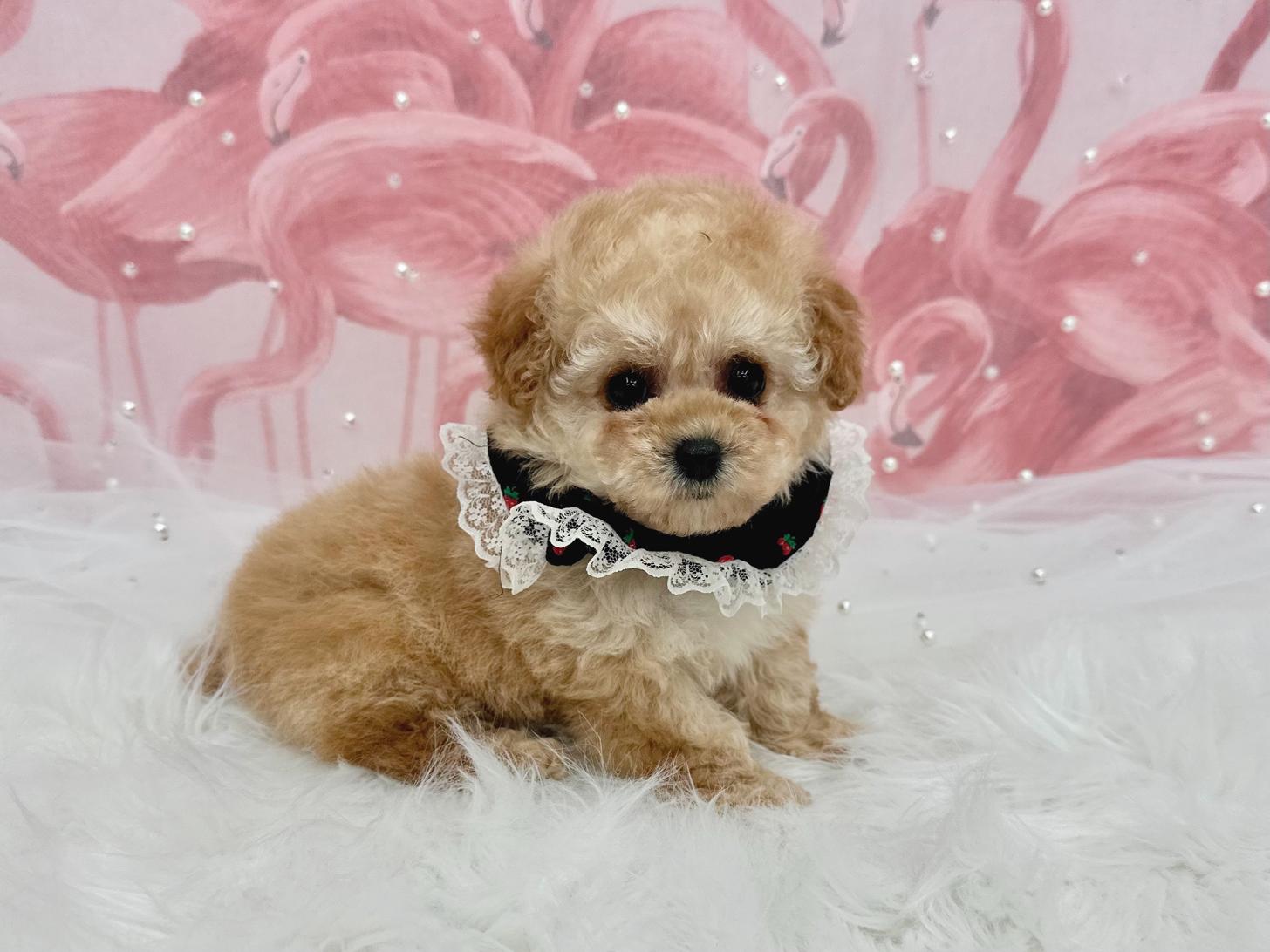 大阪府のトイプードル(ティーカップ) (ぱぴぷぺっと大阪店/2025年12月25日生まれ/女の子/クリーム)の子犬の1枚目の画像