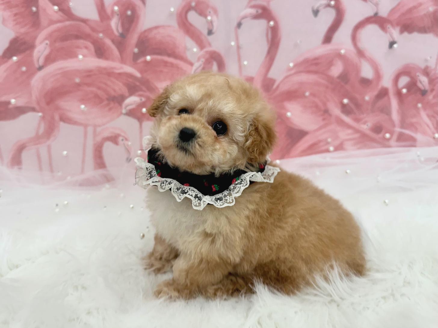 大阪府のトイプードル(ティーカップ) (ぱぴぷぺっと大阪店/2025年12月25日生まれ/女の子/クリーム)の子犬の3枚目の画像