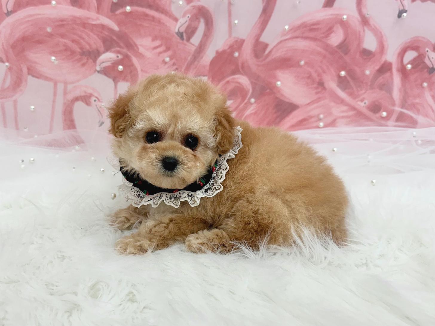 大阪府のトイプードル(ティーカップ) (ぱぴぷぺっと大阪店/2025年12月25日生まれ/女の子/クリーム)の子犬の4枚目の画像