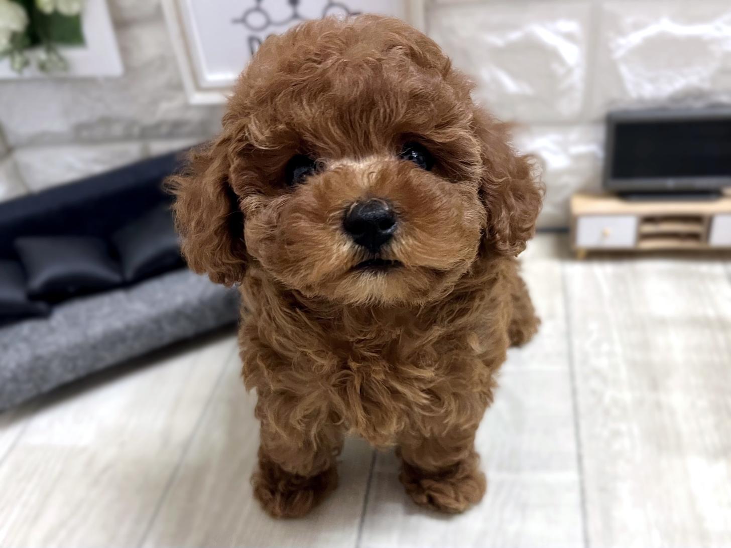 大阪府のトイプードル(トイ) (DOGMAN平野瓜破店/2026年1月8日生まれ/女の子/レッドフォーン)の子犬の1枚目の画像