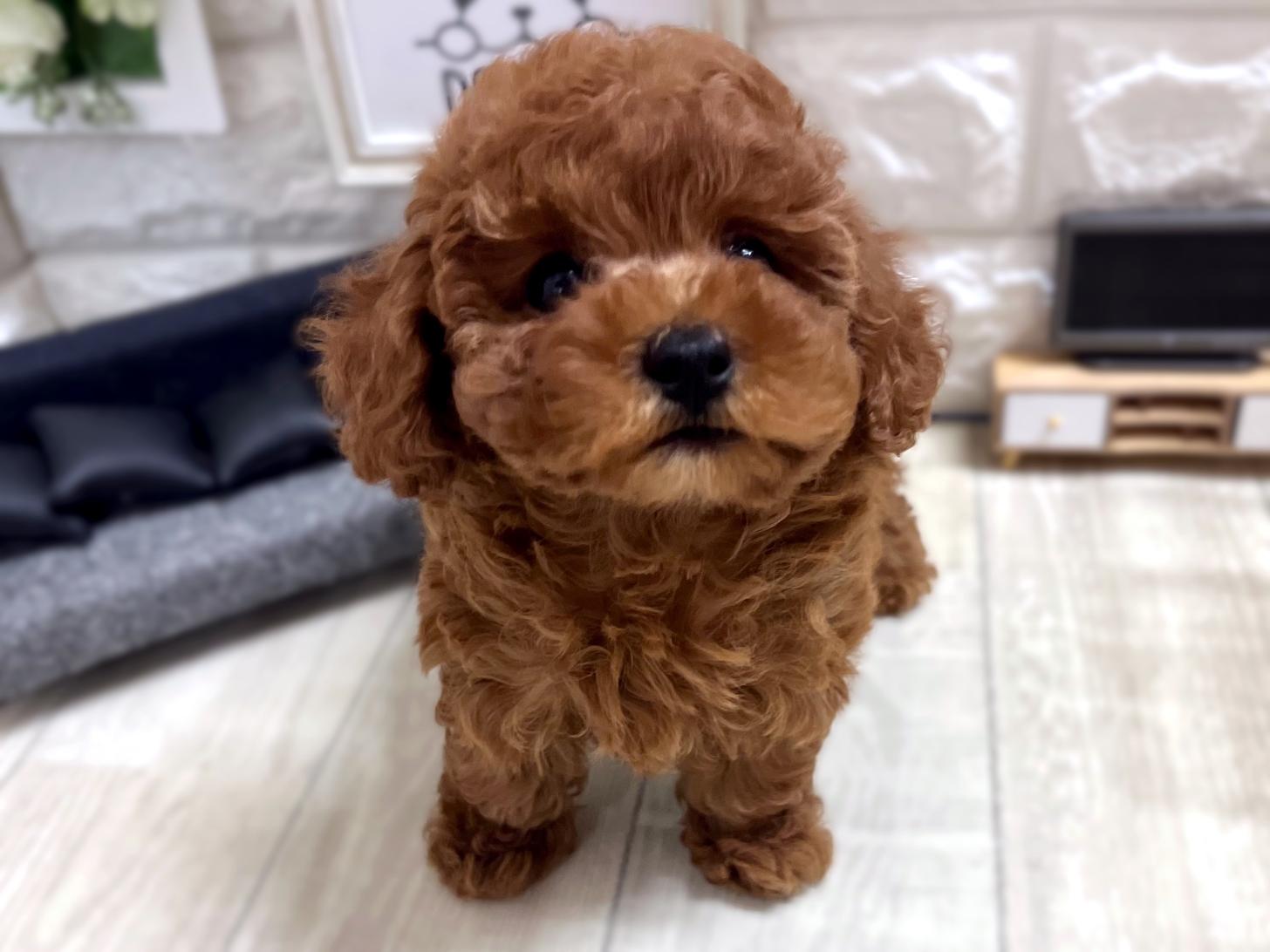 大阪府のトイプードル(トイ) (DOGMAN平野瓜破店/2026年1月8日生まれ/女の子/レッドフォーン)の子犬の2枚目の画像