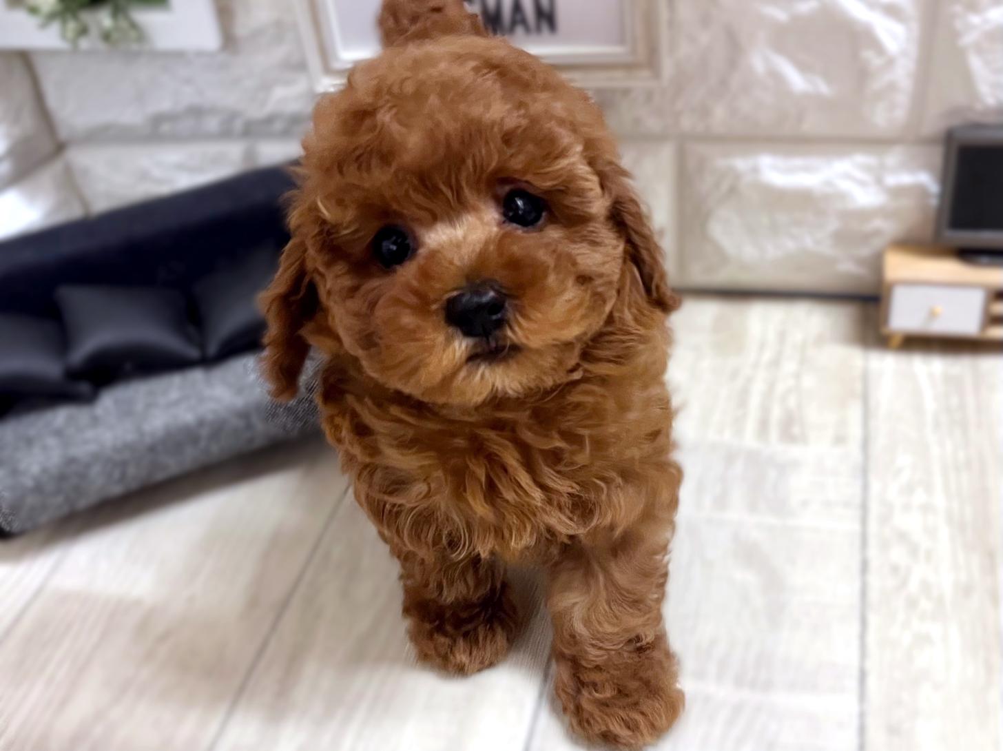 大阪府のトイプードル(トイ) (DOGMAN平野瓜破店/2026年1月8日生まれ/女の子/レッドフォーン)の子犬の3枚目の画像