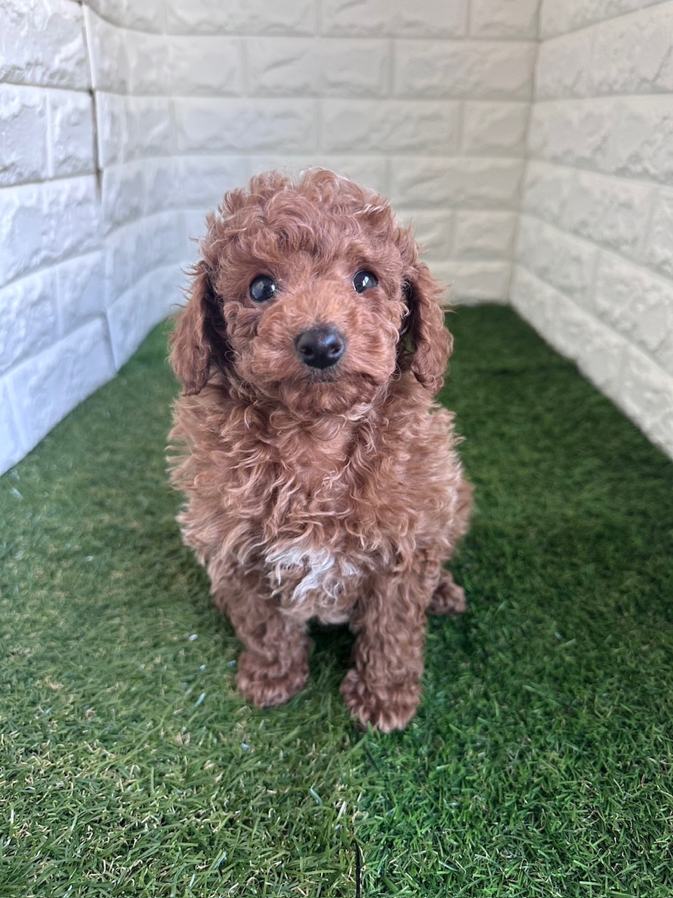 東京都のトイプードル(タイニー) (ペットショップcoco東京港区店/2025年11月16日生まれ/男の子/レッド)の子犬