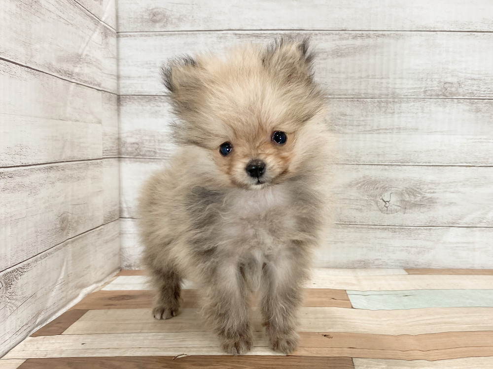 新潟県のポメラニアン (竹内ペット 新津本店/2025年9月28日生まれ/男の子/オレンジ)の子犬の2枚目の画像