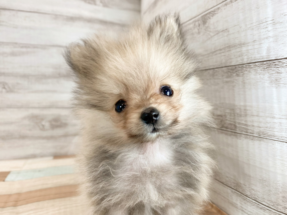 新潟県のポメラニアン (竹内ペット 新津本店/2025年9月28日生まれ/男の子/オレンジ)の子犬の3枚目の画像