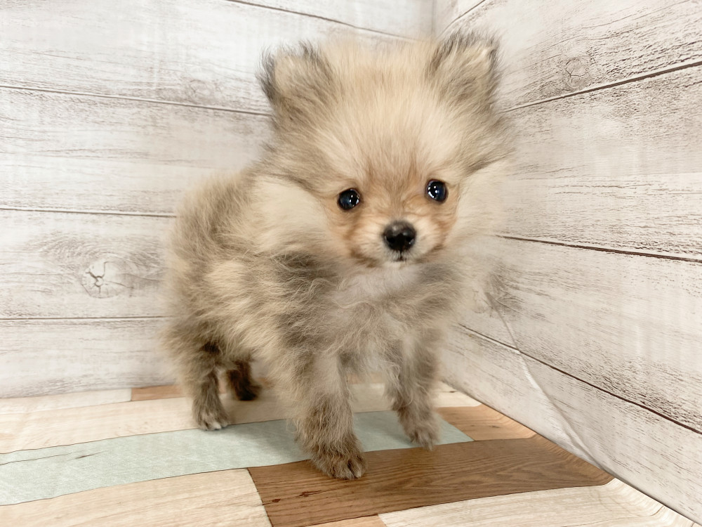 新潟県のポメラニアン (竹内ペット 新津本店/2025年9月28日生まれ/男の子/オレンジ)の子犬の4枚目の画像