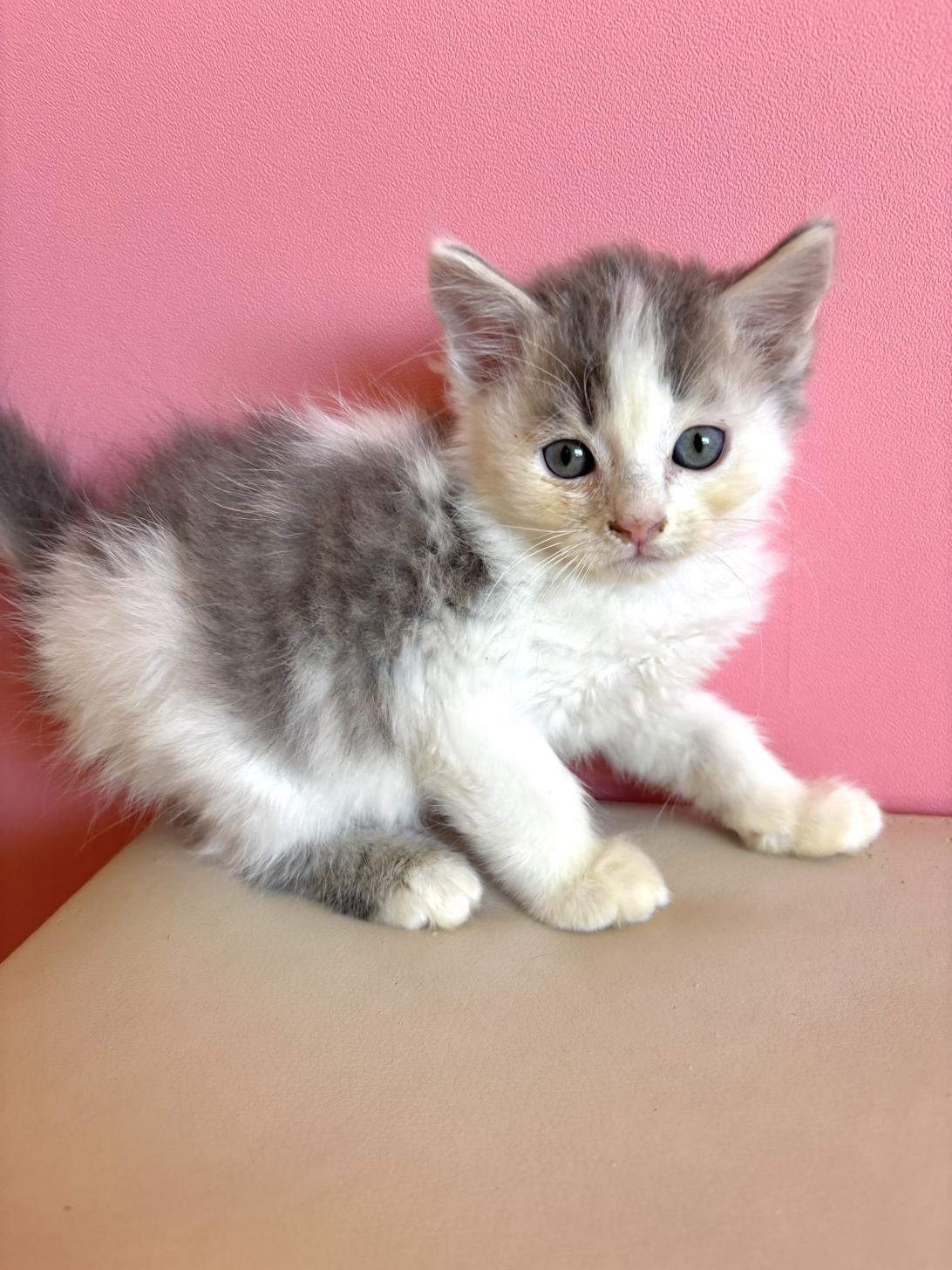 埼玉県のサイベリアン (ペッツスマイル南中野店/2026年1月7日生まれ/男の子/ブルータビーホワイト)の子猫の1枚目の画像
