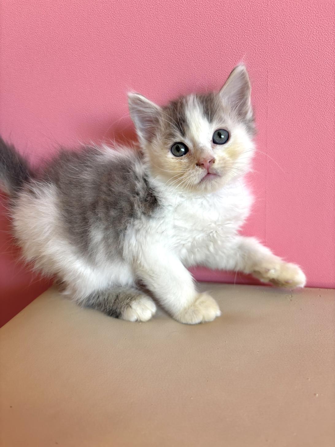 埼玉県のサイベリアン (ペッツスマイル南中野店/2026年1月7日生まれ/男の子/ブルータビーホワイト)の子猫の2枚目の画像