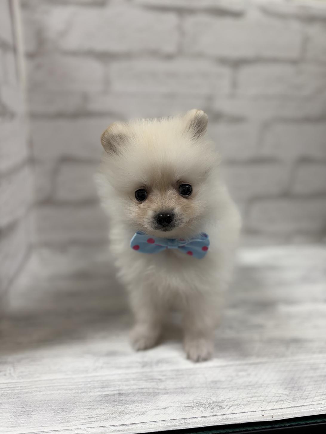 神奈川県のポメラニアン (ペットアイランド海老名店/2025年10月16日生まれ/男の子/クリーム)の子犬の1枚目の画像