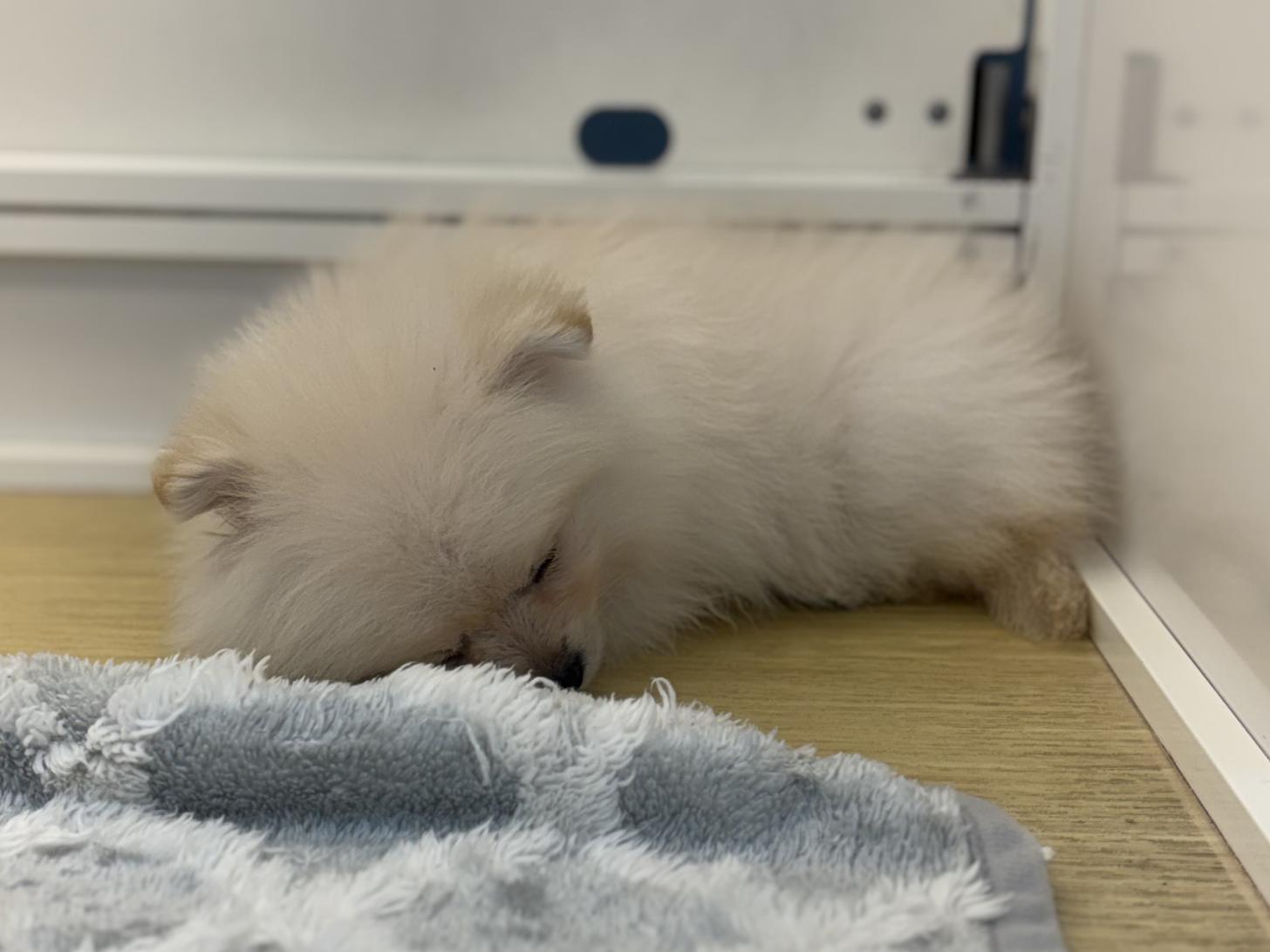 神奈川県のポメラニアン (ペットアイランド海老名店/2025年10月16日生まれ/男の子/クリーム)の子犬の2枚目の画像