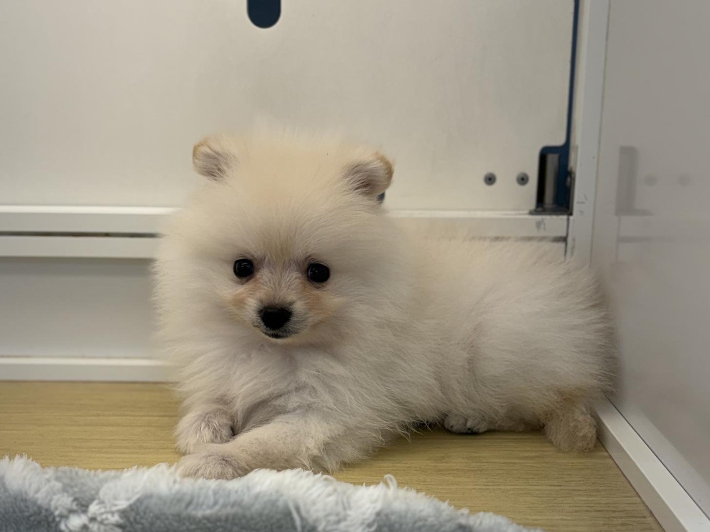 神奈川県のポメラニアン (ペットアイランド海老名店/2025年10月16日生まれ/男の子/クリーム)の子犬の3枚目の画像