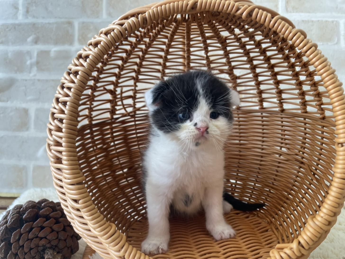佐賀県のスコティッシュフォールド (スタードッグス新鳥栖店/2025年10月1日生まれ/男の子/ブラックホワイト)の子猫の1枚目の画像