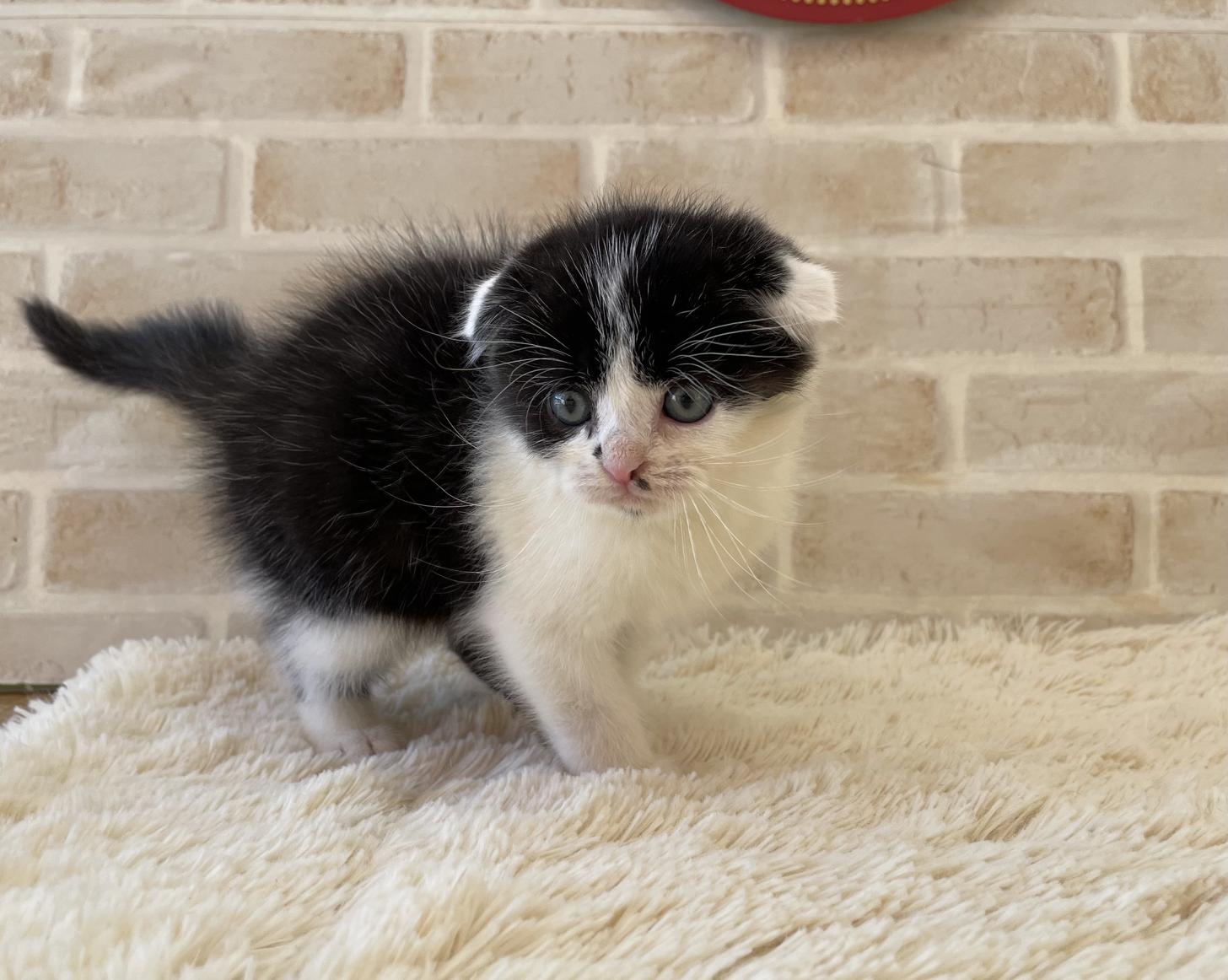 佐賀県のスコティッシュフォールド (スタードッグス新鳥栖店/2025年10月8日生まれ/男の子/ブラックホワイト)の子猫の1枚目の画像