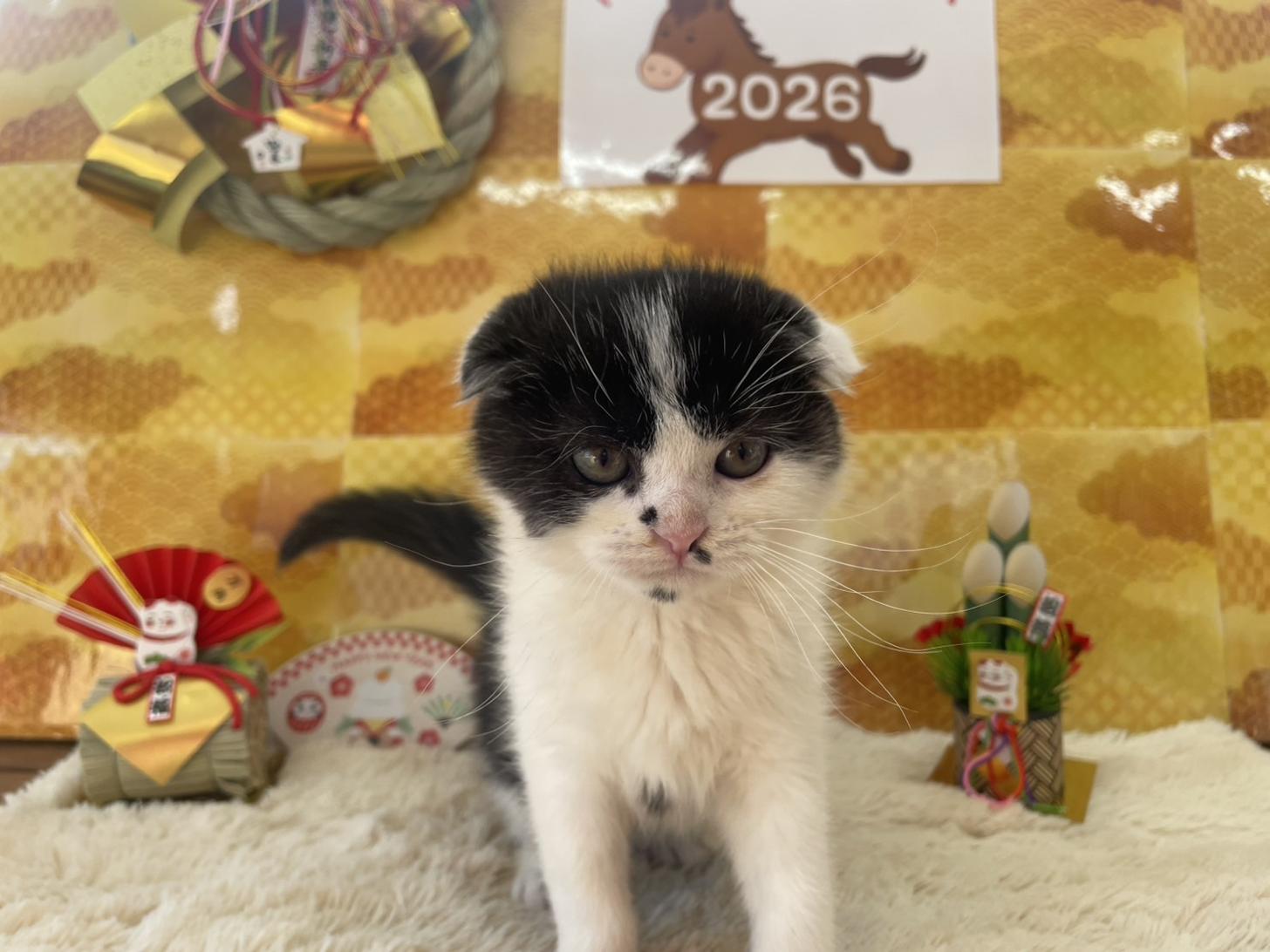 佐賀県のスコティッシュフォールド (スタードッグス新鳥栖店/2025年10月8日生まれ/男の子/ブラックホワイト)の子猫の1枚目の画像