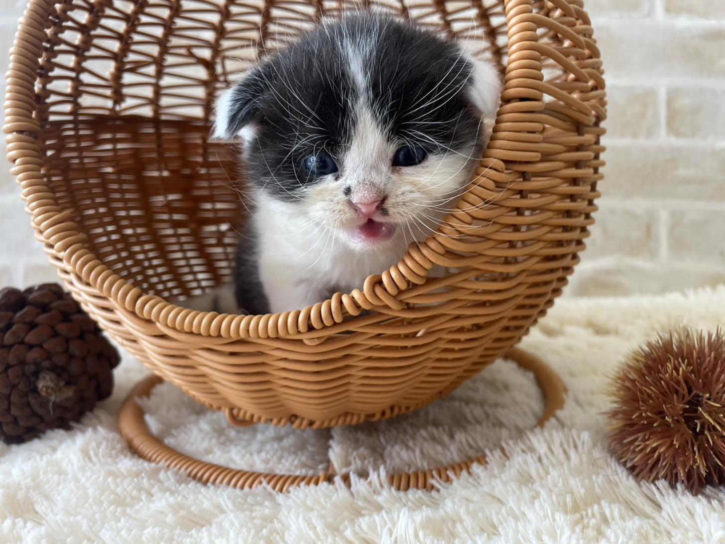 佐賀県のスコティッシュフォールド (スタードッグス新鳥栖店/2025年10月1日生まれ/男の子/ブラックホワイト)の子猫の2枚目の画像