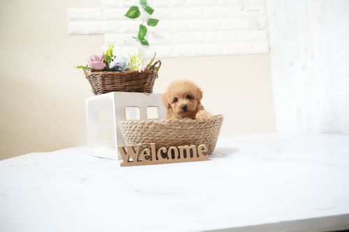 滋賀県のトイプードル(タイニー) (いっぷく湖南店/2025年11月12日生まれ/男の子/レッドフォーン)の子犬の1枚目の画像