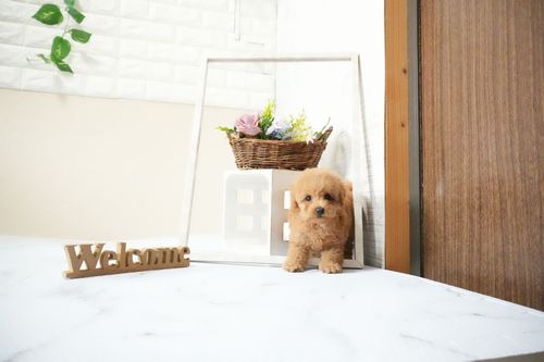 滋賀県のトイプードル(タイニー) (いっぷく湖南店/2025年11月12日生まれ/男の子/レッドフォーン)の子犬の2枚目の画像