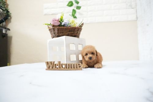 滋賀県のトイプードル(タイニー) (いっぷく湖南店/2025年11月12日生まれ/男の子/レッドフォーン)の子犬の3枚目の画像