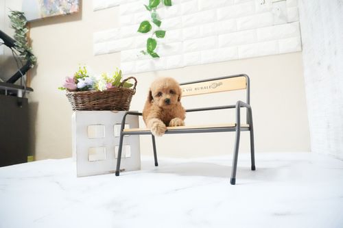 滋賀県のトイプードル(タイニー) (いっぷく湖南店/2025年11月12日生まれ/男の子/レッドフォーン)の子犬の4枚目の画像