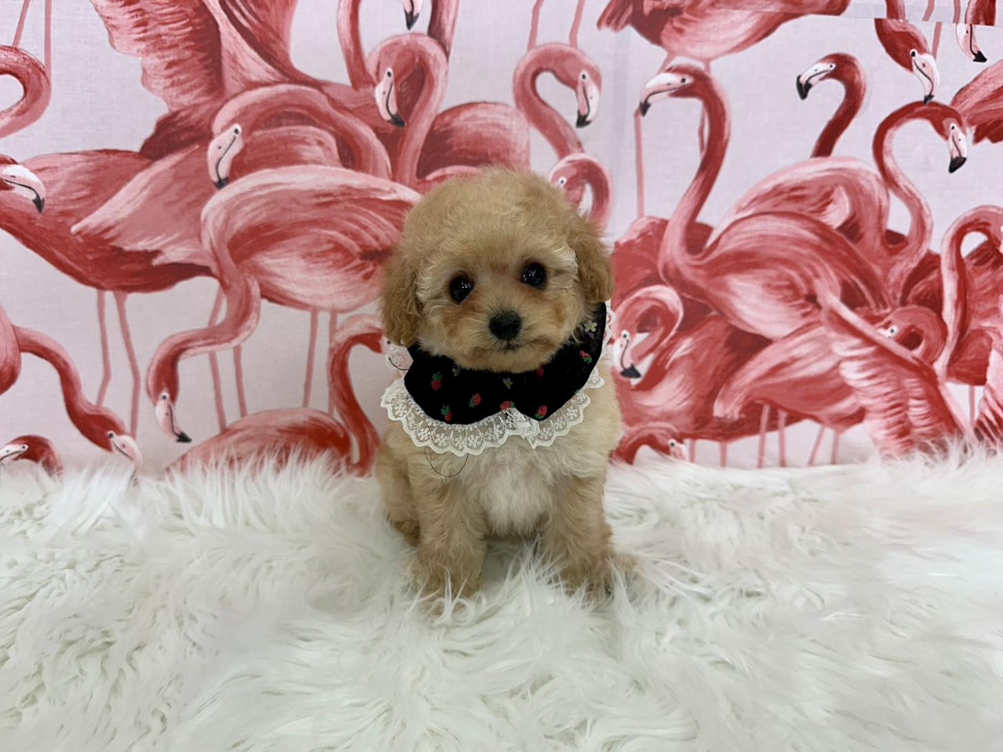 大阪府のトイプードル(タイニー) (ぱぴぷぺっと大阪店/2025年11月6日生まれ/女の子/アプリコット)の子犬の1枚目の画像