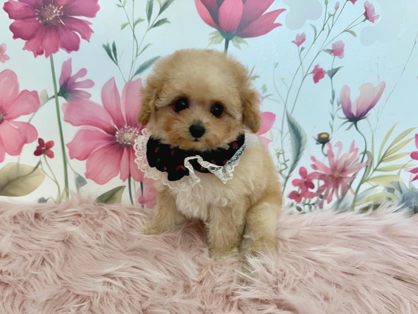 大阪府のトイプードル(ティーカップ) (ぱぴぷぺっと大阪店/2025年11月6日生まれ/女の子/アプリコット)の子犬