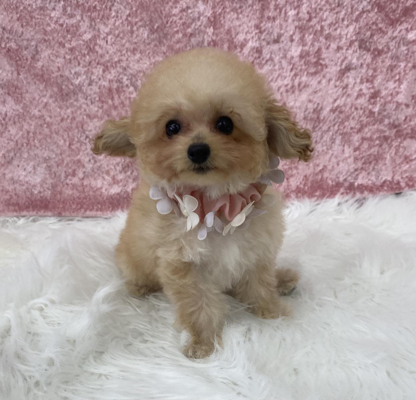 大阪府のトイプードル(ティーカップ) (ぱぴぷぺっと大阪店/2025年11月6日生まれ/女の子/アプリコット)の子犬
