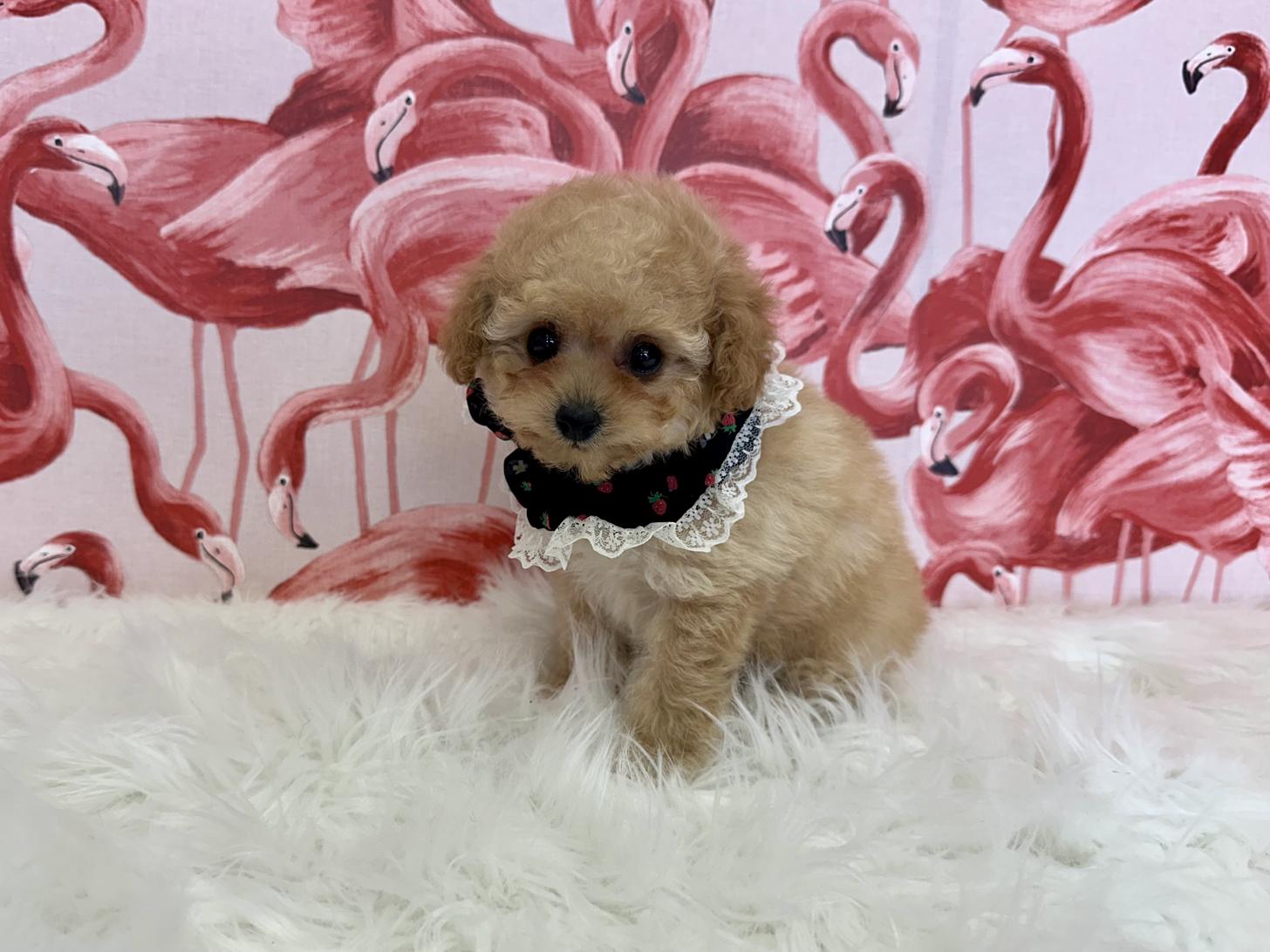 大阪府のトイプードル(タイニー) (ぱぴぷぺっと大阪店/2025年11月6日生まれ/女の子/アプリコット)の子犬の2枚目の画像