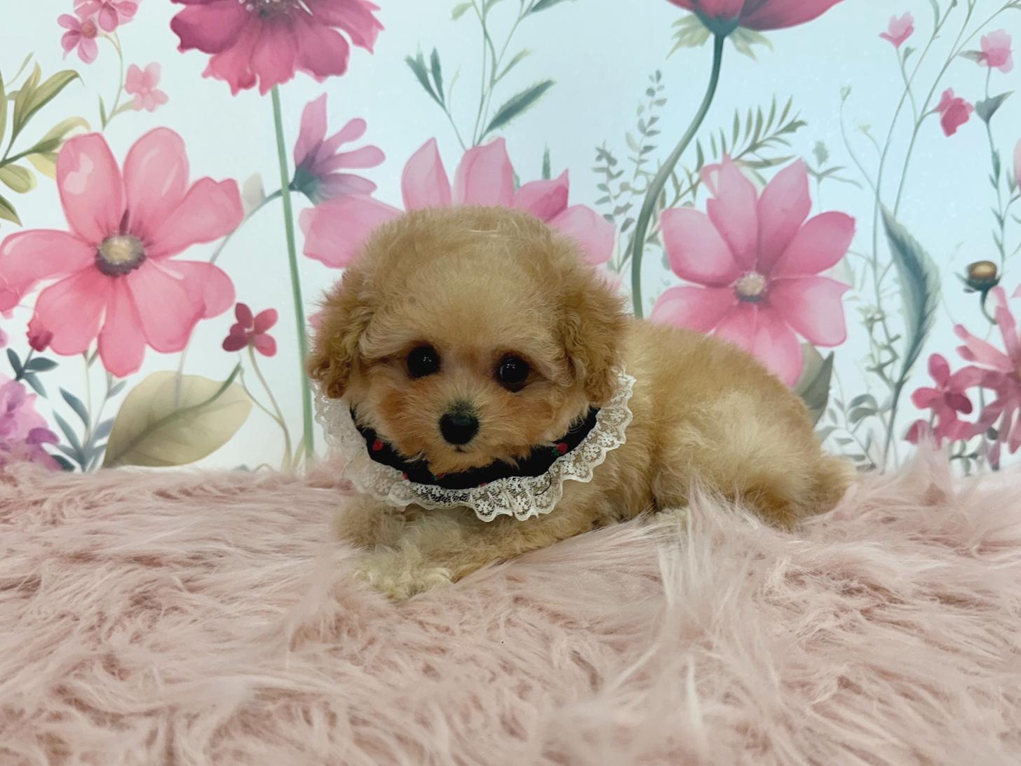 大阪府のトイプードル(ティーカップ) (ぱぴぷぺっと大阪店/2025年11月6日生まれ/女の子/アプリコット)の子犬の2枚目の画像