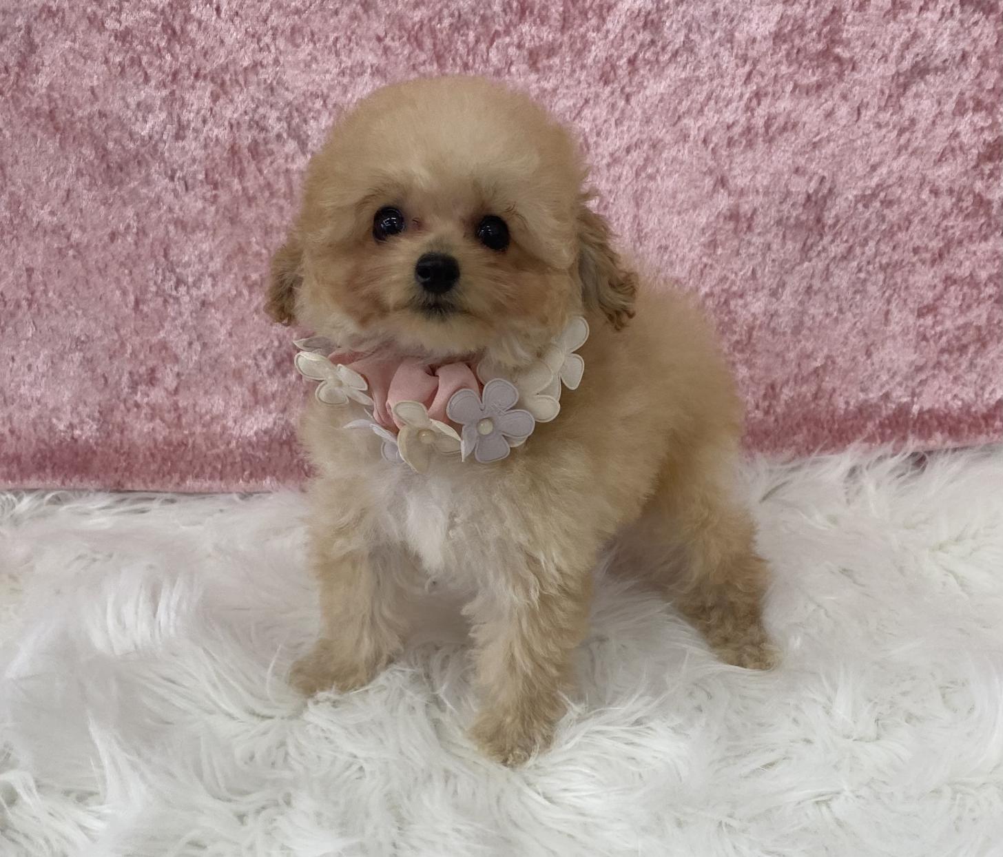大阪府のトイプードル(ティーカップ) (ぱぴぷぺっと大阪店/2025年11月6日生まれ/女の子/アプリコット)の子犬の2枚目の画像