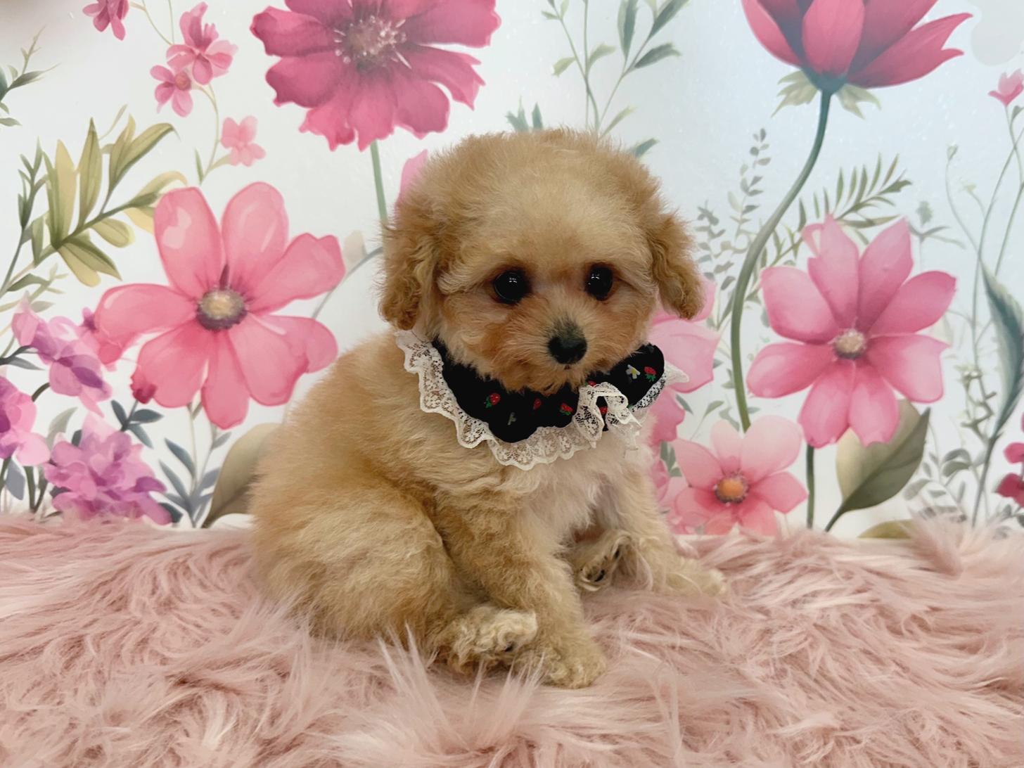 大阪府のトイプードル(ティーカップ) (ぱぴぷぺっと大阪店/2025年11月6日生まれ/女の子/アプリコット)の子犬の3枚目の画像