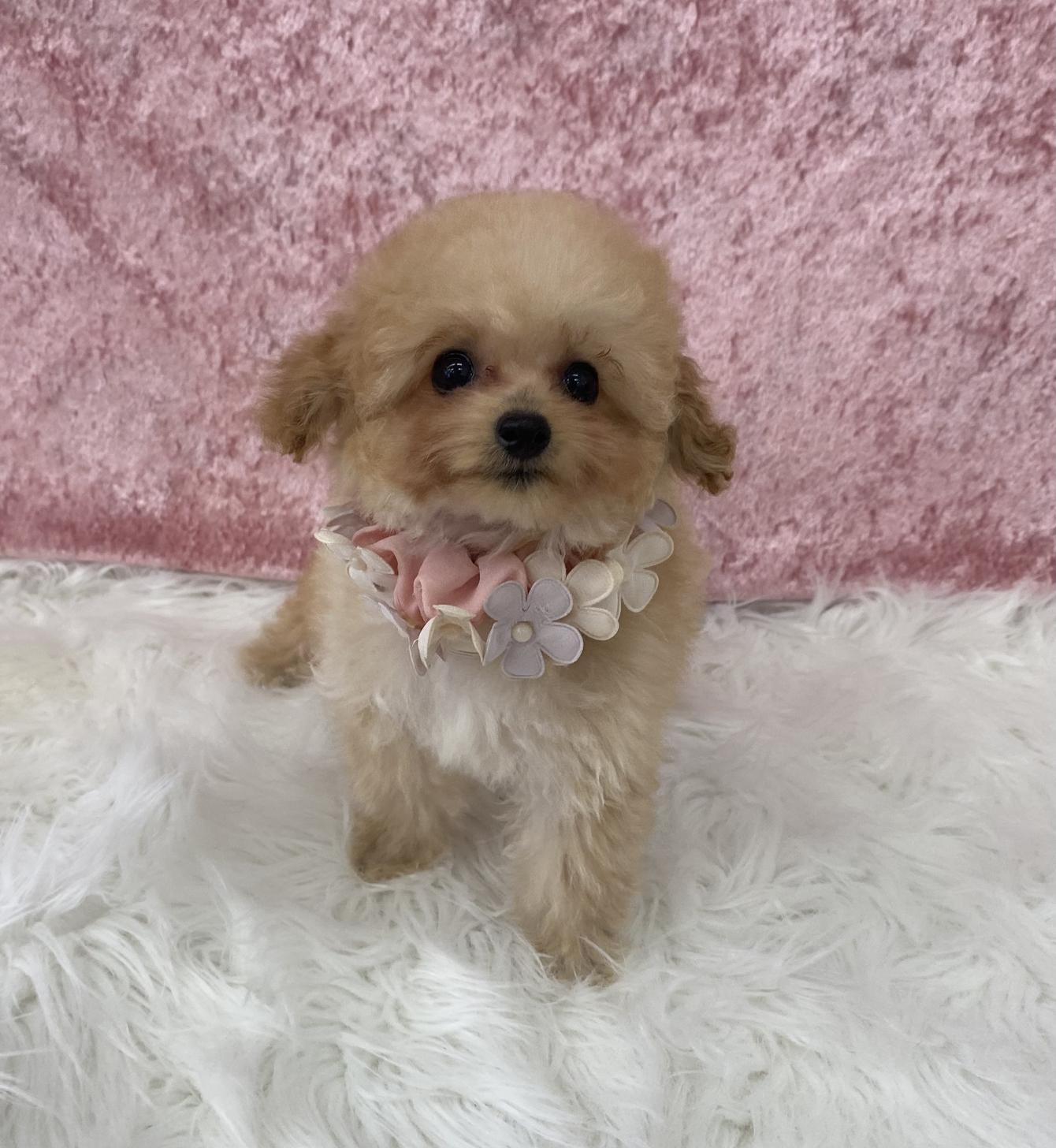 大阪府のトイプードル(ティーカップ) (ぱぴぷぺっと大阪店/2025年11月6日生まれ/女の子/アプリコット)の子犬の3枚目の画像