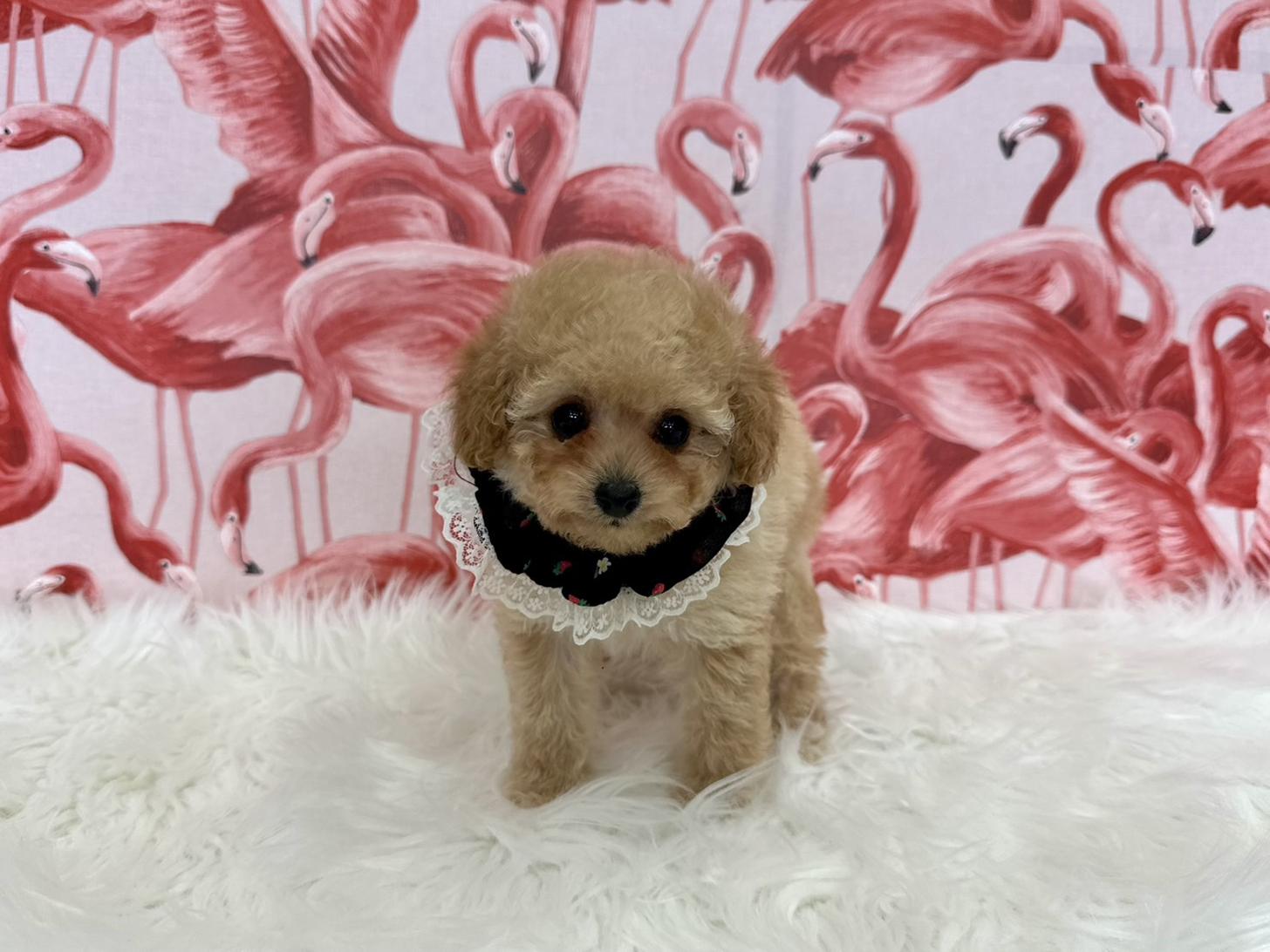 大阪府のトイプードル(タイニー) (ぱぴぷぺっと大阪店/2025年11月6日生まれ/女の子/アプリコット)の子犬の4枚目の画像