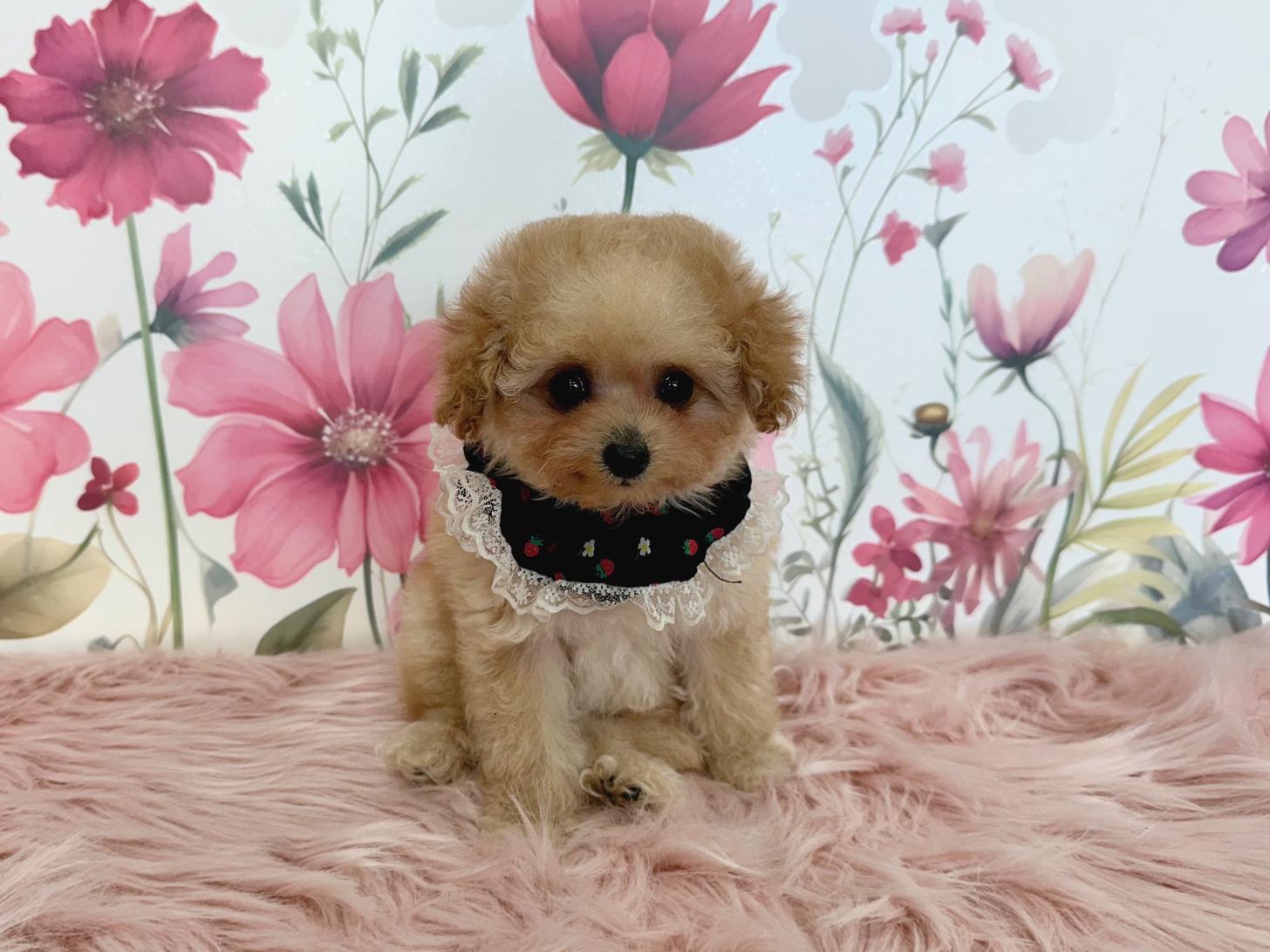 大阪府のトイプードル(ティーカップ) (ぱぴぷぺっと大阪店/2025年11月6日生まれ/女の子/アプリコット)の子犬の4枚目の画像