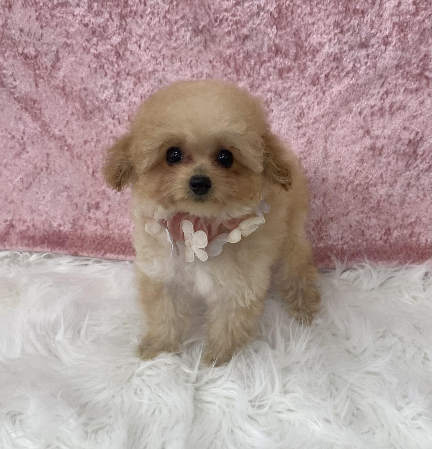 大阪府のトイプードル(ティーカップ) (ぱぴぷぺっと大阪店/2025年11月6日生まれ/女の子/アプリコット)の子犬の4枚目の画像