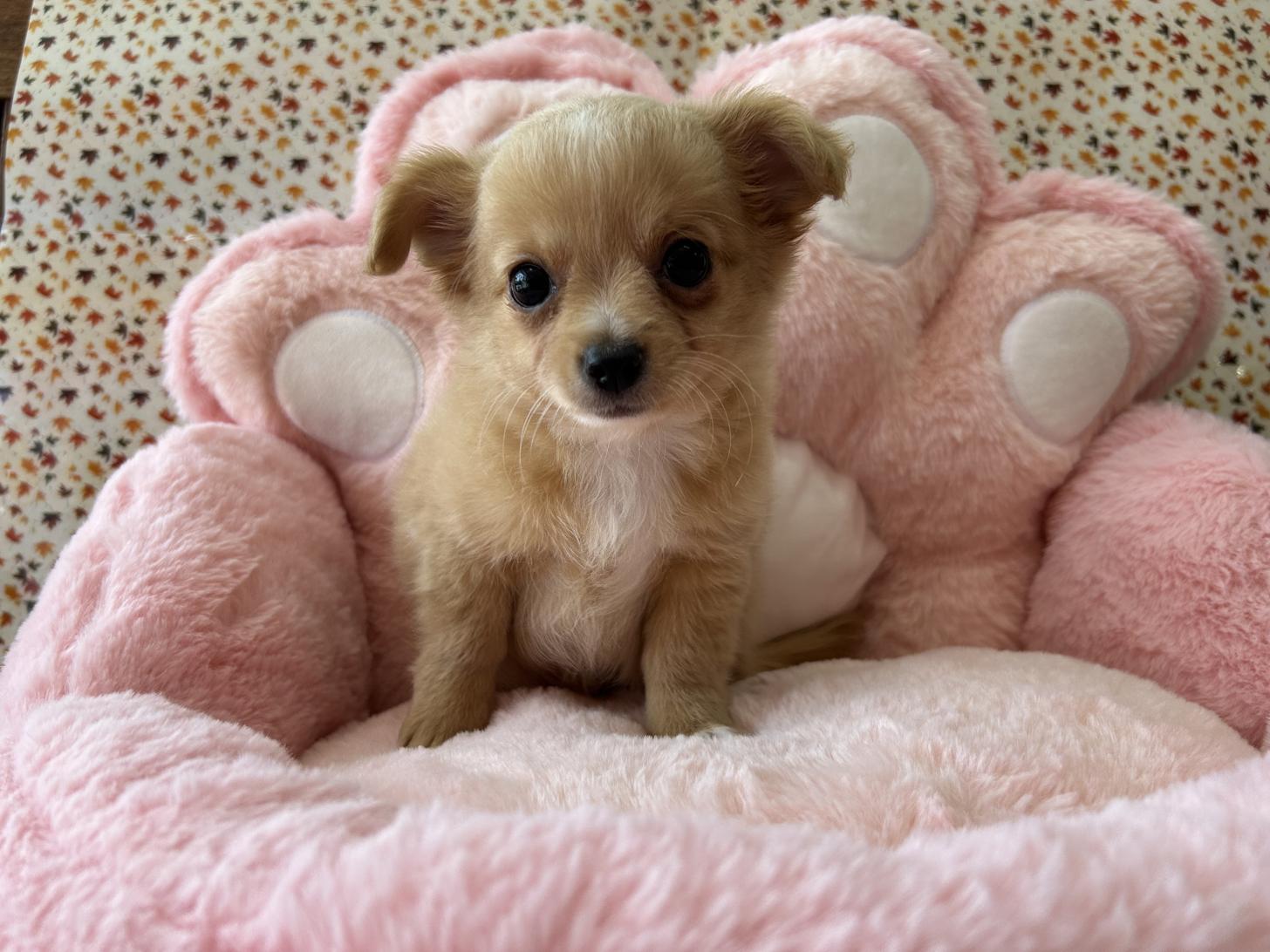 佐賀県のチワプー/プーチー(チワワ×プードル) (スタードッグス新鳥栖店/2025年8月28日生まれ/男の子/レッドホワイト)の子犬