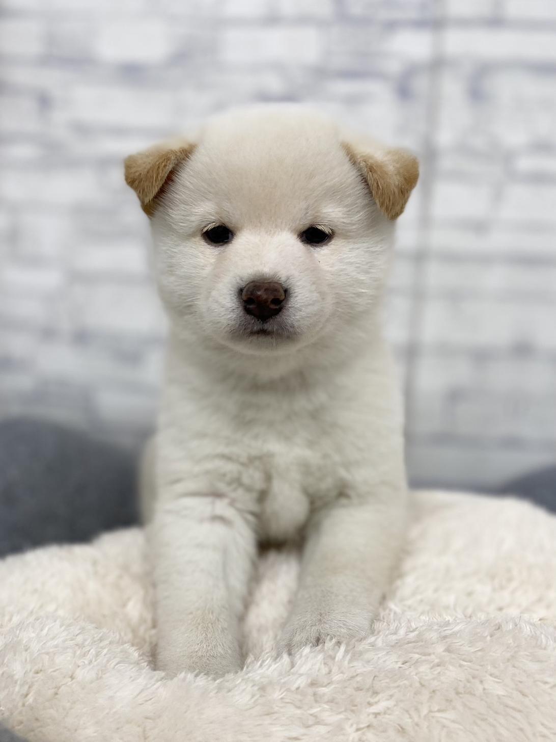 東京都の柴犬(標準サイズ) (ディスワン若葉台店/2025年1月11日生まれ/男の子/白)の子犬