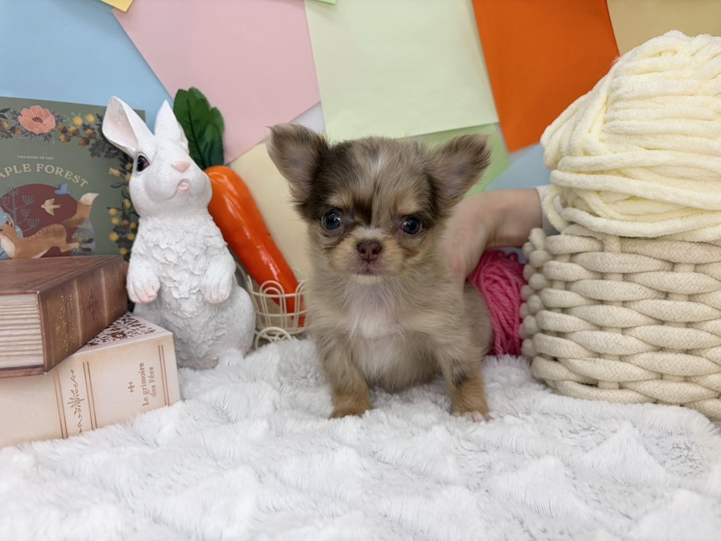 北海道のチワワ(ロング) (ラブワンコ カインズ大曲店/2026年2月7日生まれ/女の子/チョコレートマール)の子犬