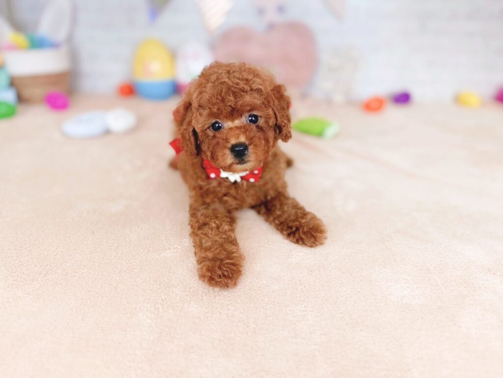 北海道のトイプードル(トイ) (ペットショップだんぼ/2026年4月30日生まれ/女の子/レッド)の子犬の1枚目の画像
