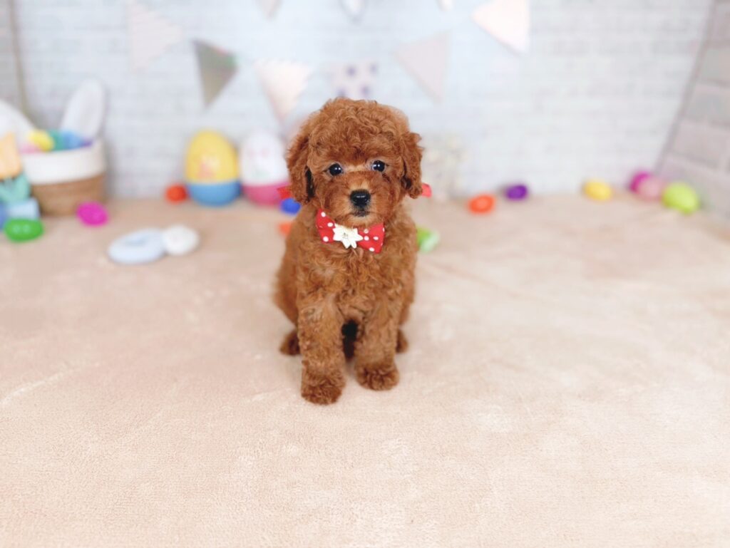 北海道のトイプードル(トイ) (ペットショップだんぼ/2026年4月30日生まれ/女の子/レッド)の子犬の2枚目の画像